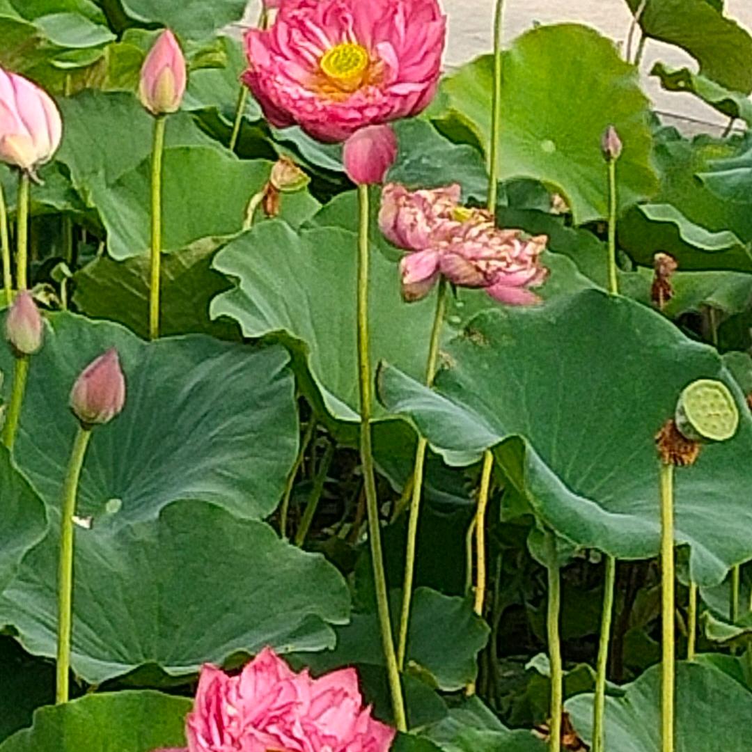 2025🐍年大吉开心快乐