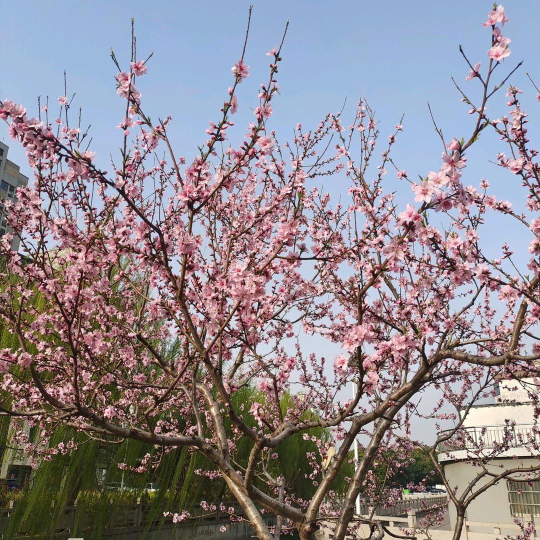 好运连连