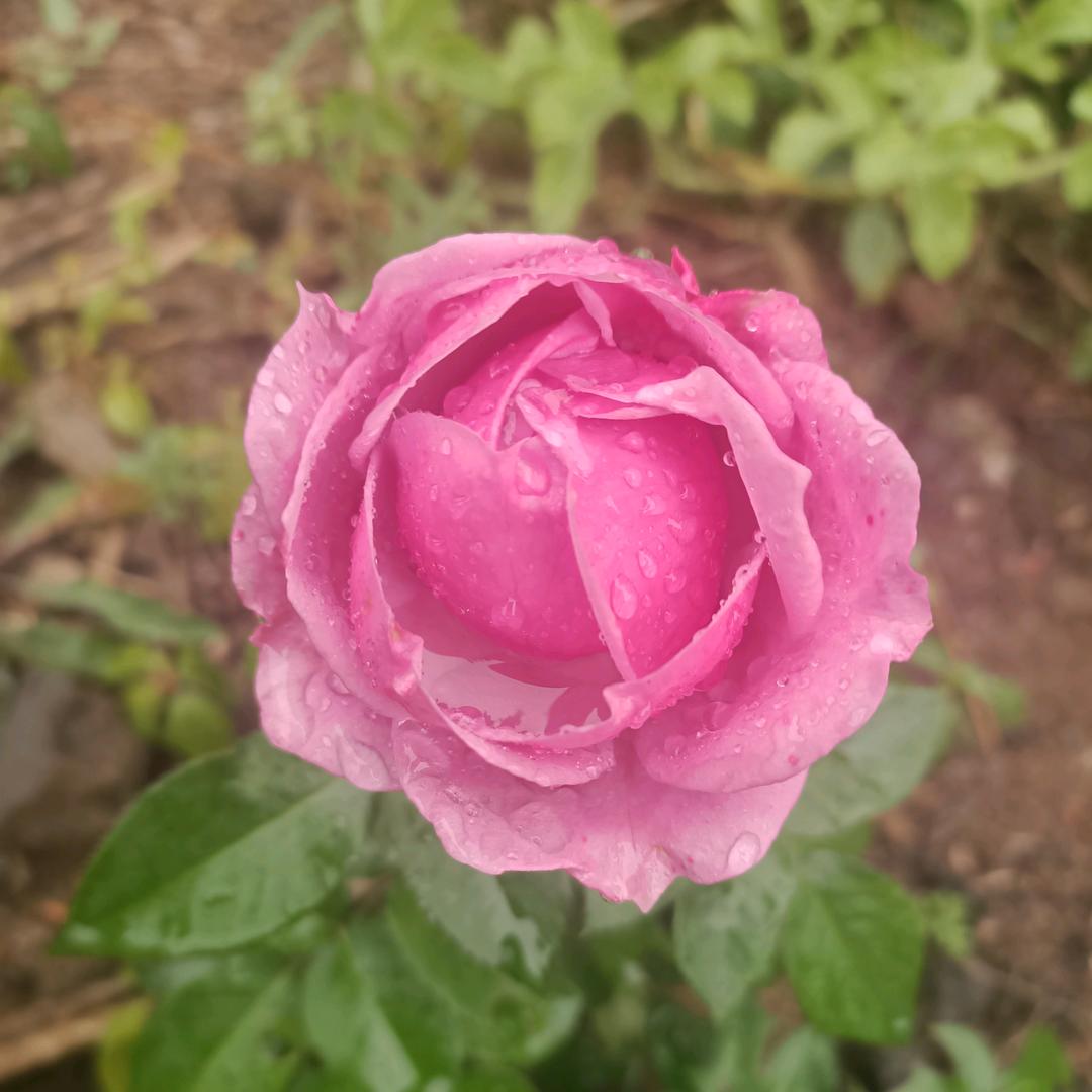 蕾