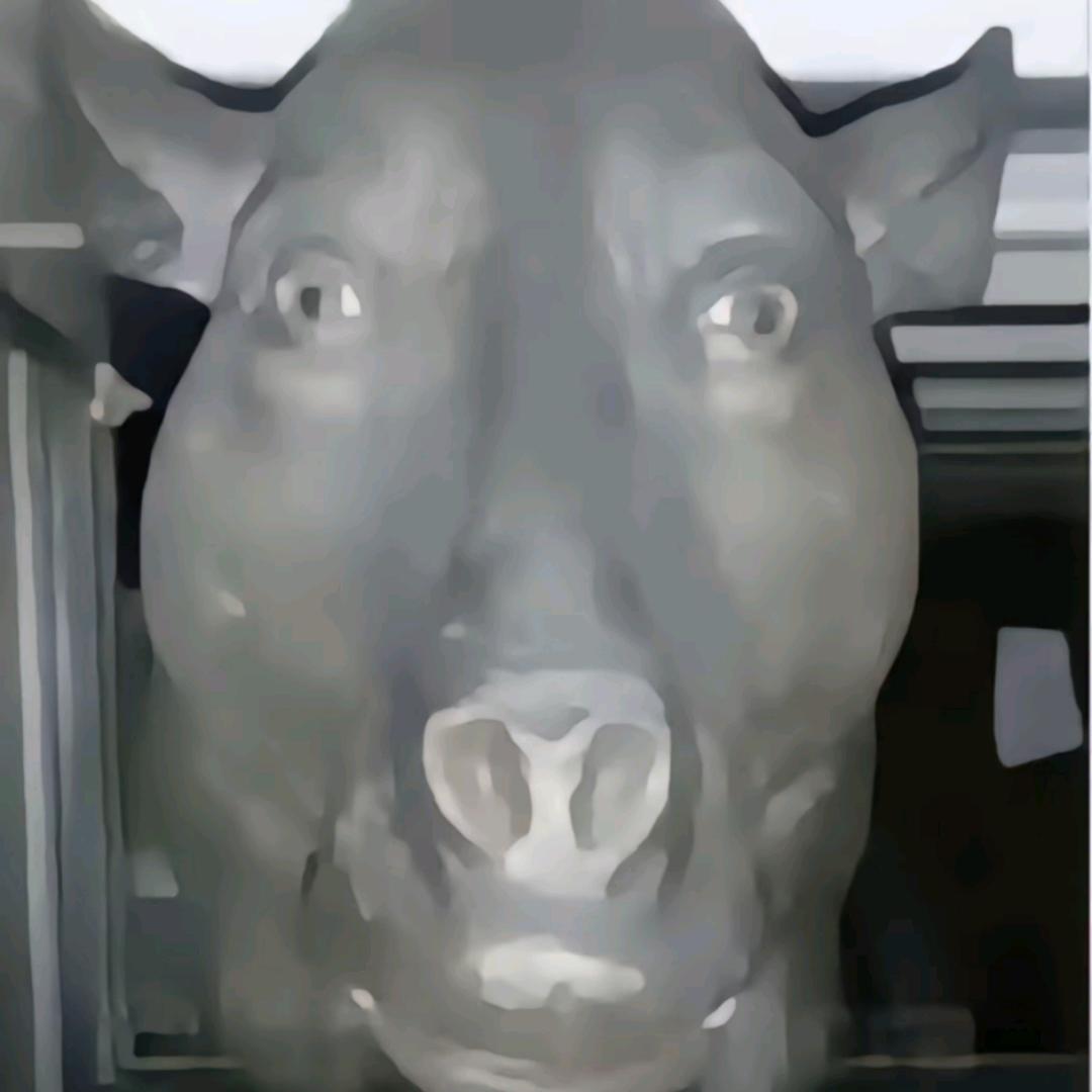 西伯利亚花果山社恐泪失禁蕾丝性感大公猴