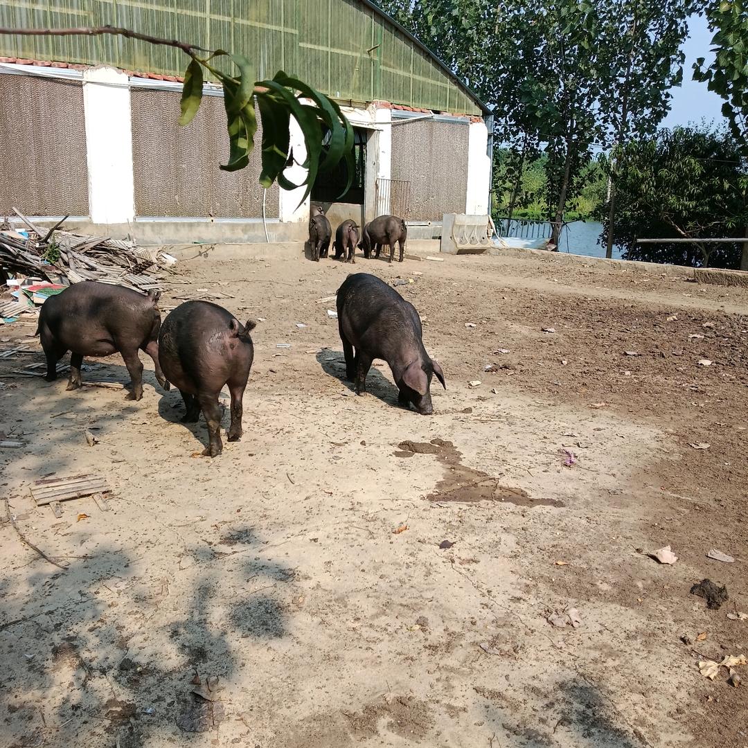 养黑猪基地