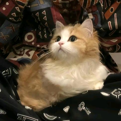 小雪🌙