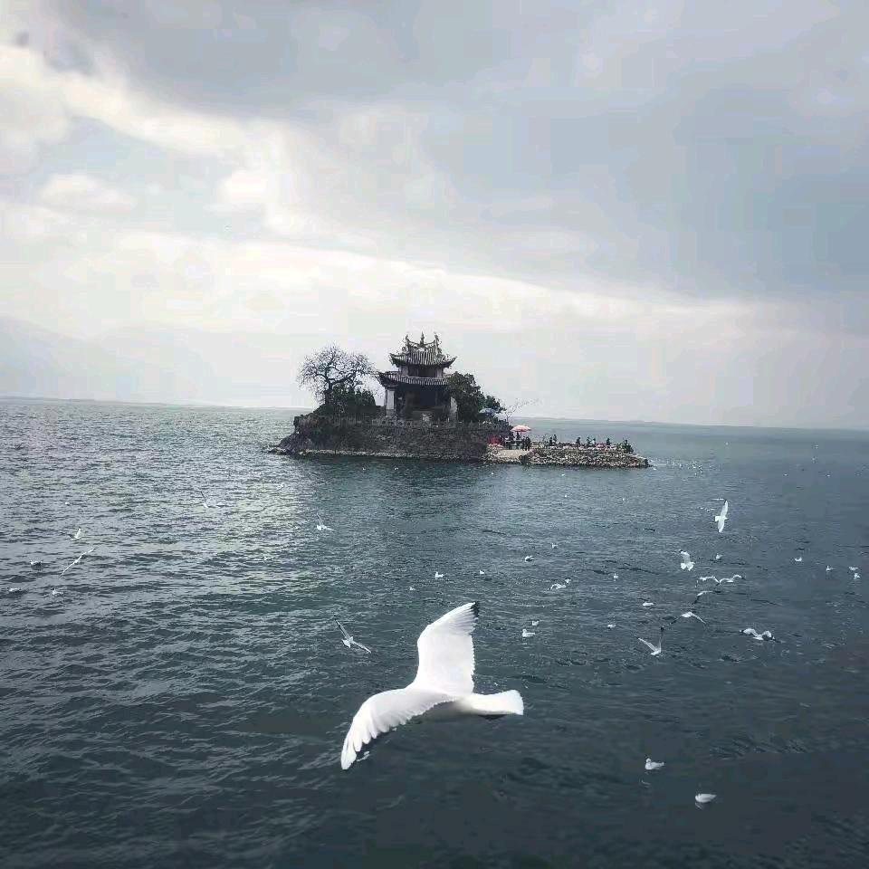 苏念（晚上11.00直播）