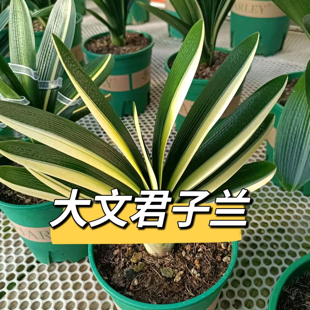 文盛君子兰