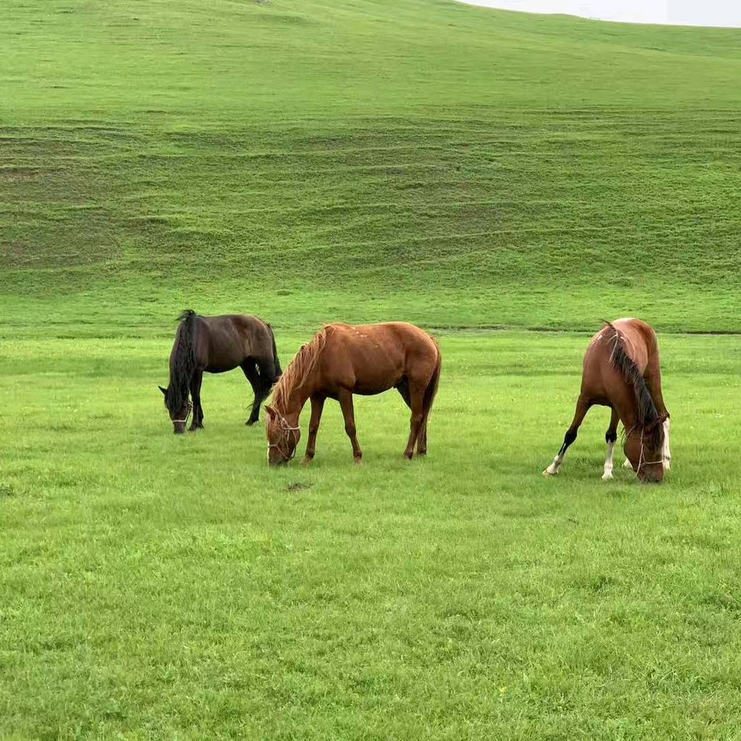 呼伦贝尔草原领队松哥