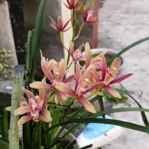 小红豆