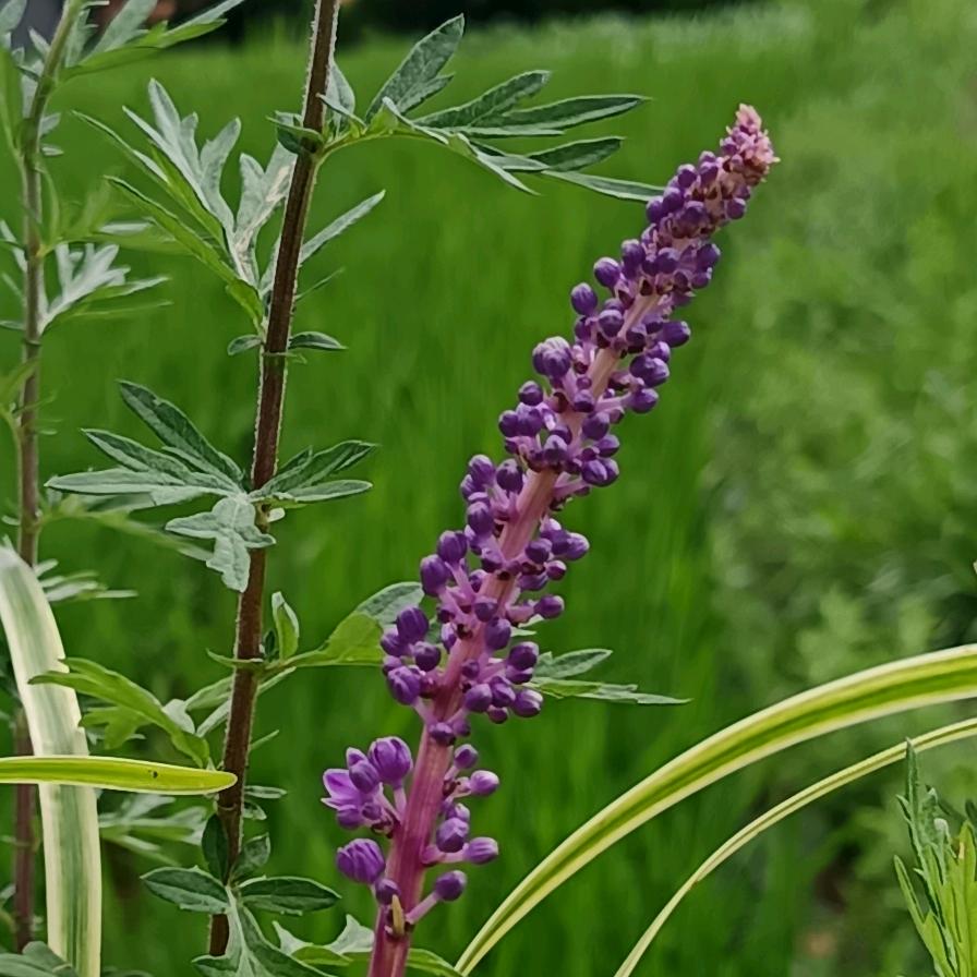 罗到杨家来，走进黔西南，南明古都