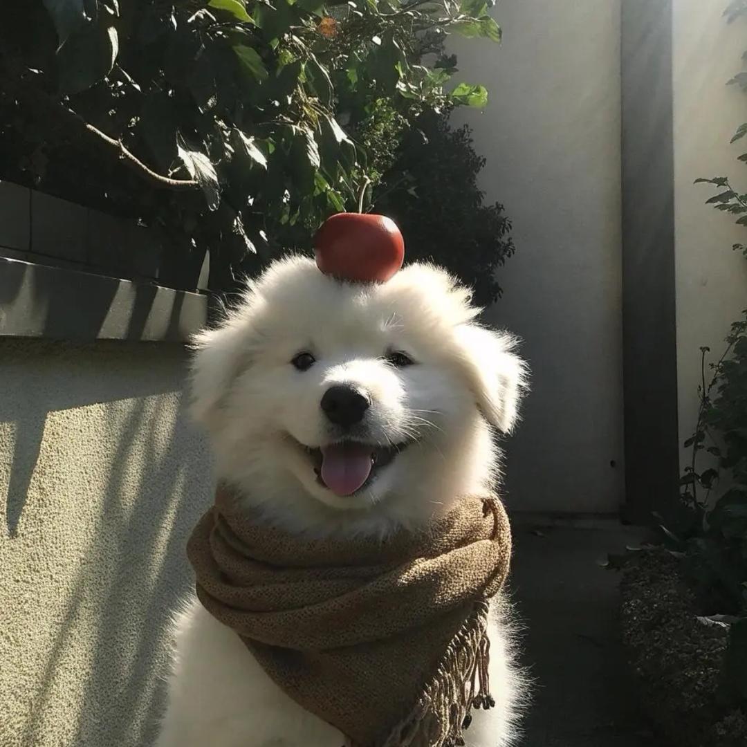 悲伤猪柳蛋
