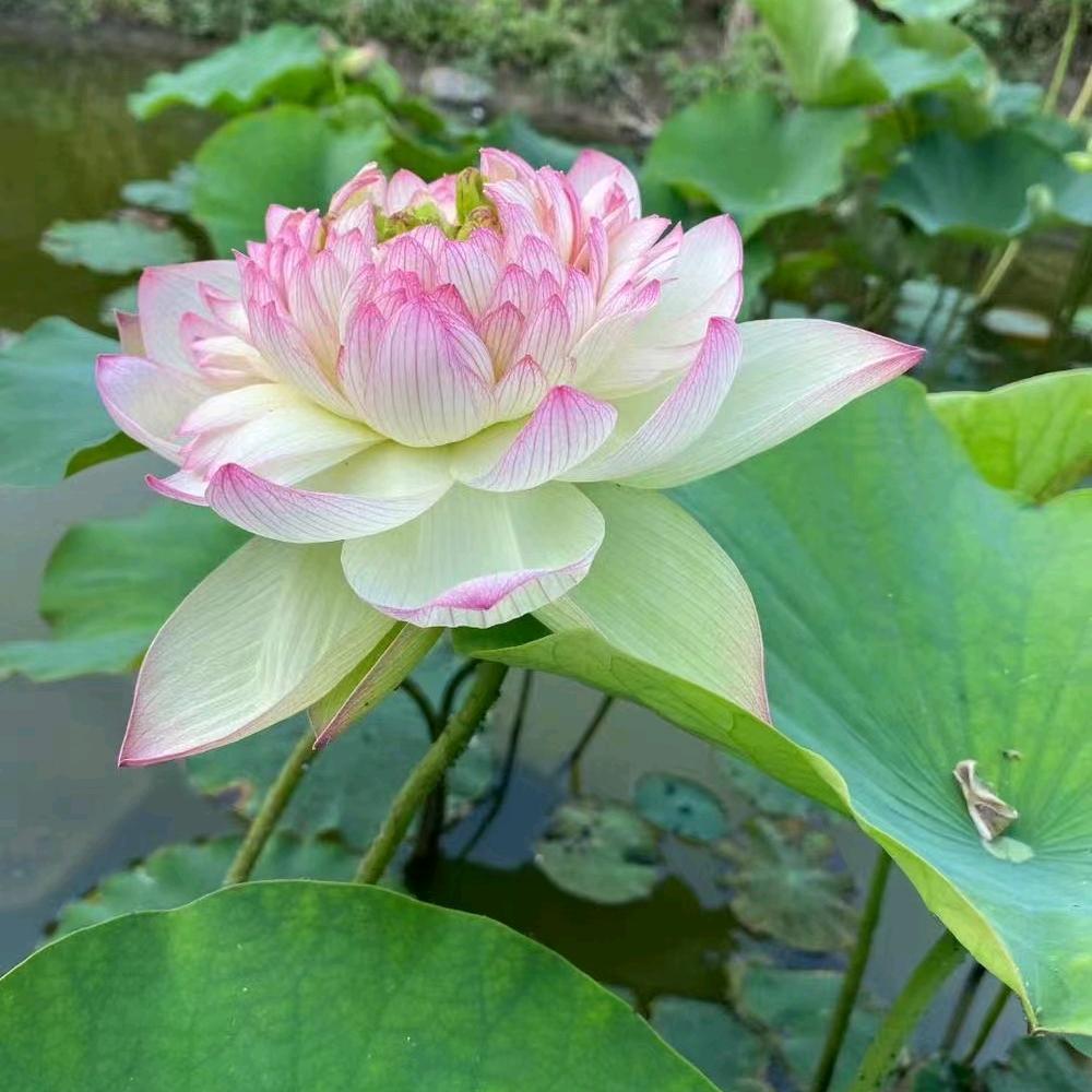 范葭