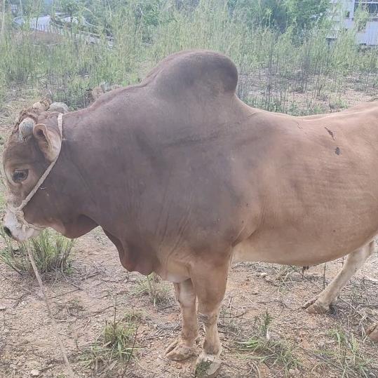 老块本地黄牛肉