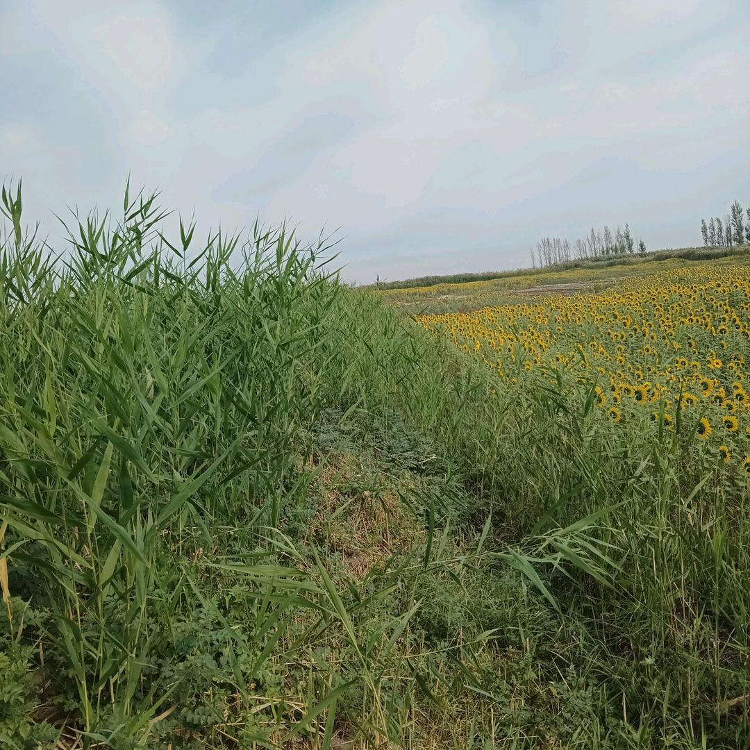 185🌻