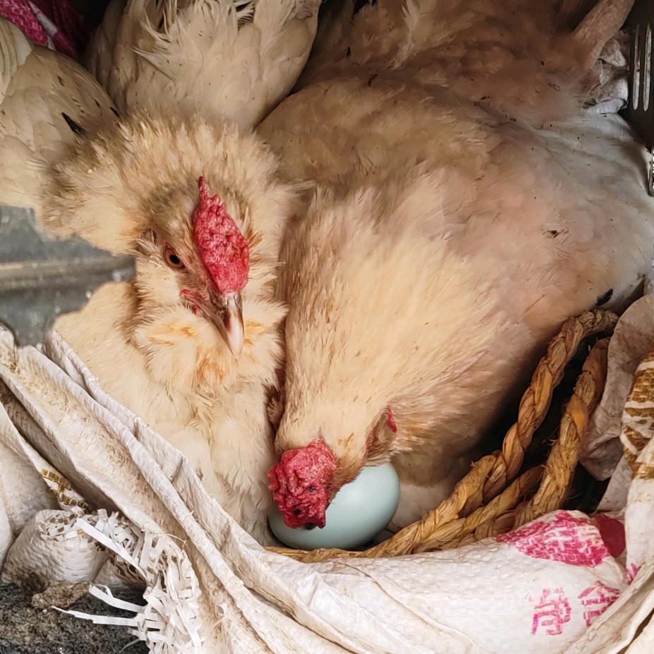 阿斯美卡花冠胡子绿壳