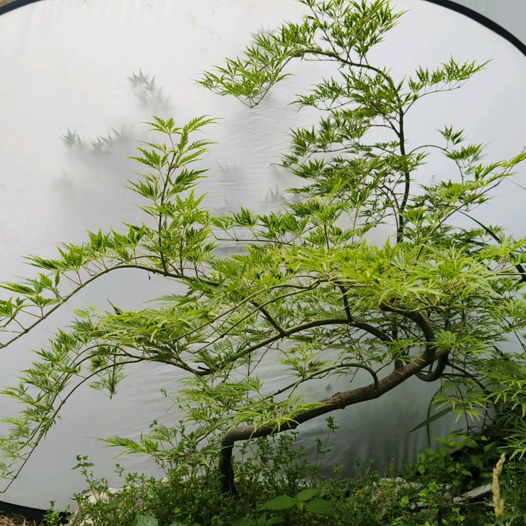 陶然植舍