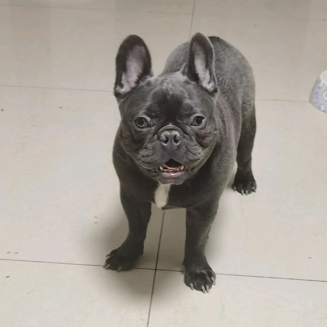 🐶小肉松