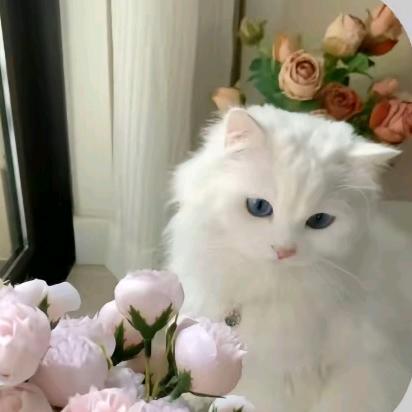 🐱
