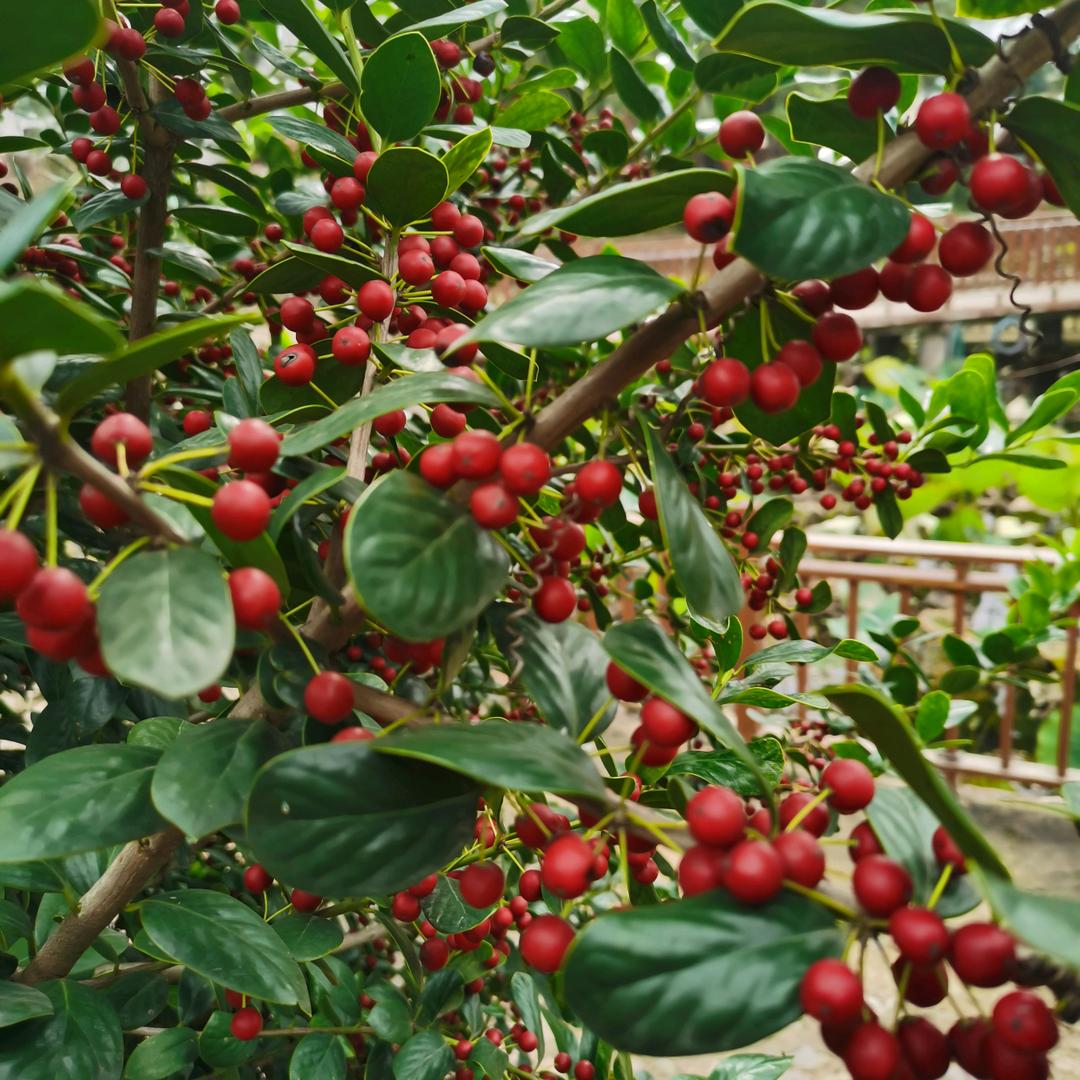 汴茶香艺人