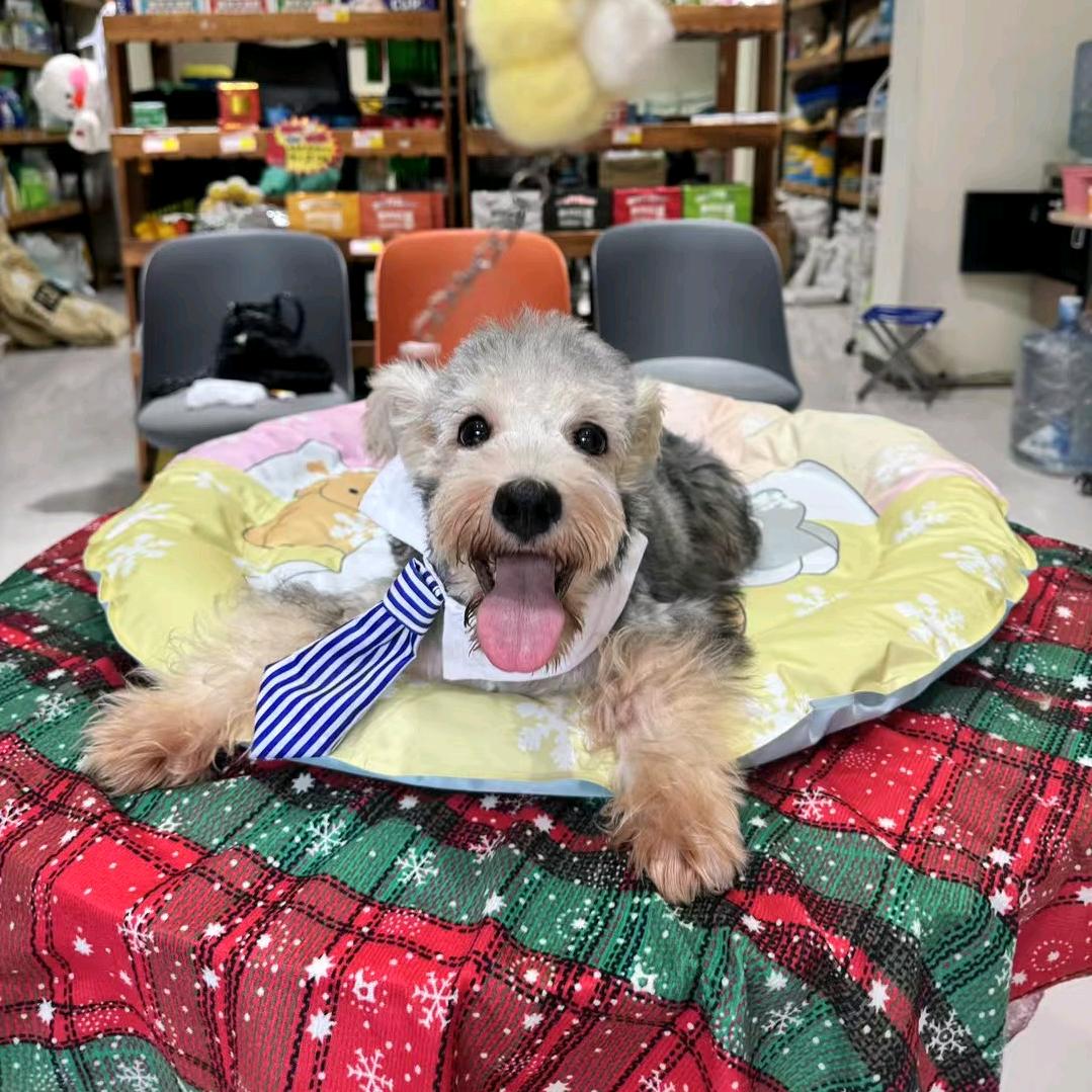 雷雷宠物生活馆