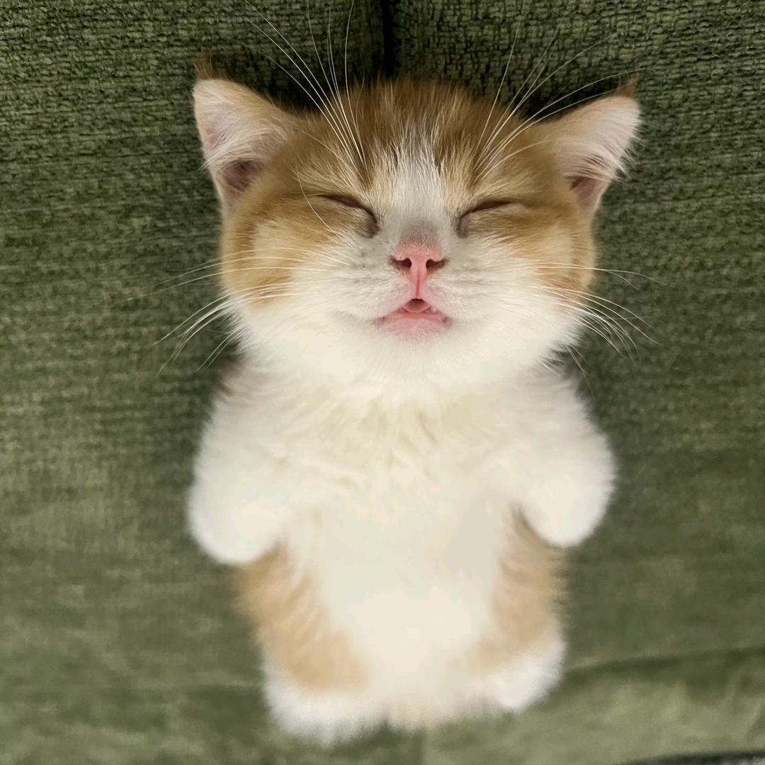 嘉豪王之沉睡的雄狮