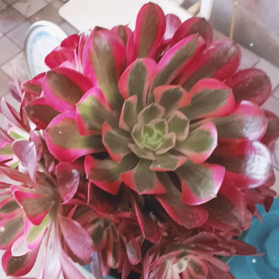 秀姐🌹