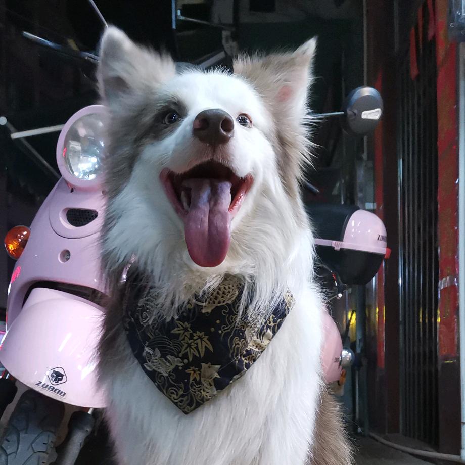 十一是边牧🐶