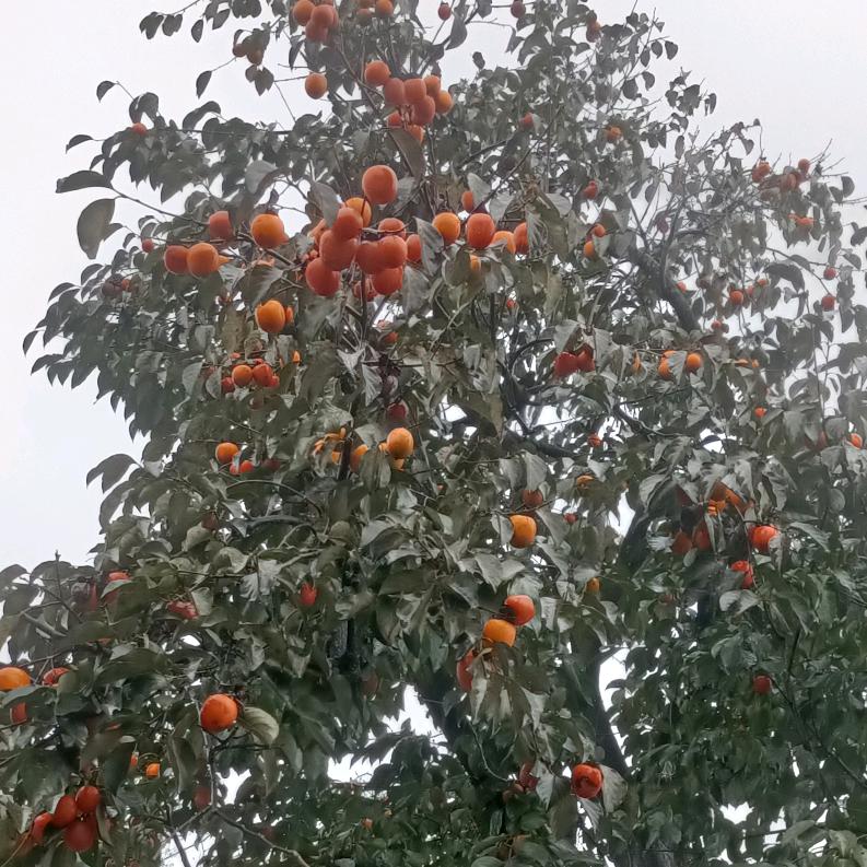 《土家酱香饼》事事如意