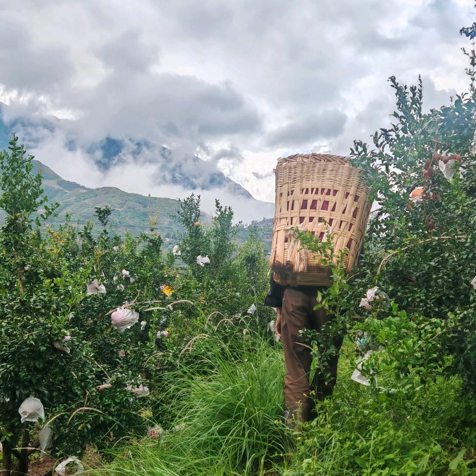 云南绿源果蔬优选