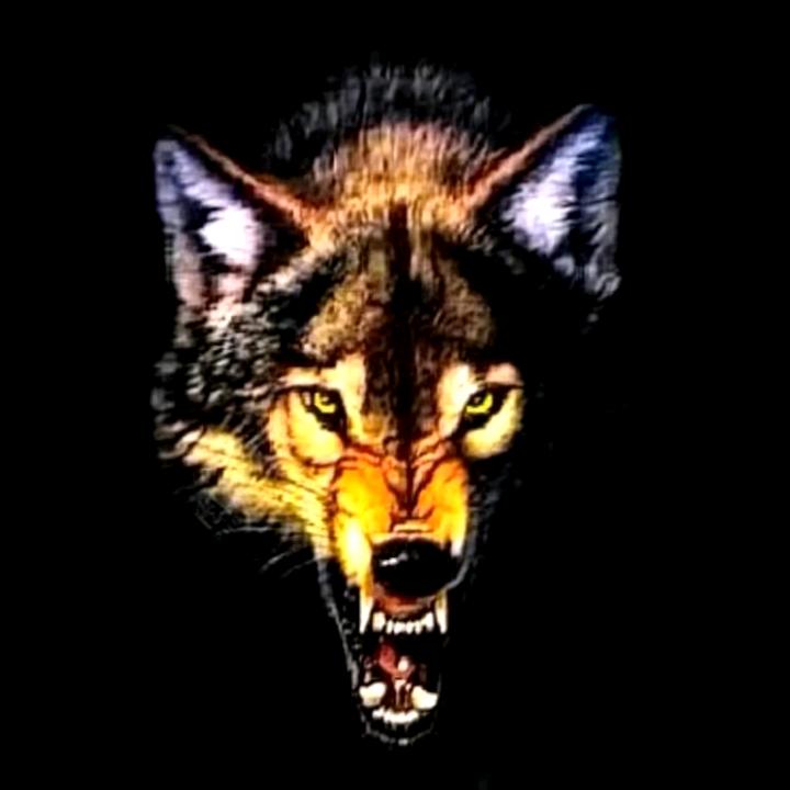 雪狼《西北狼》