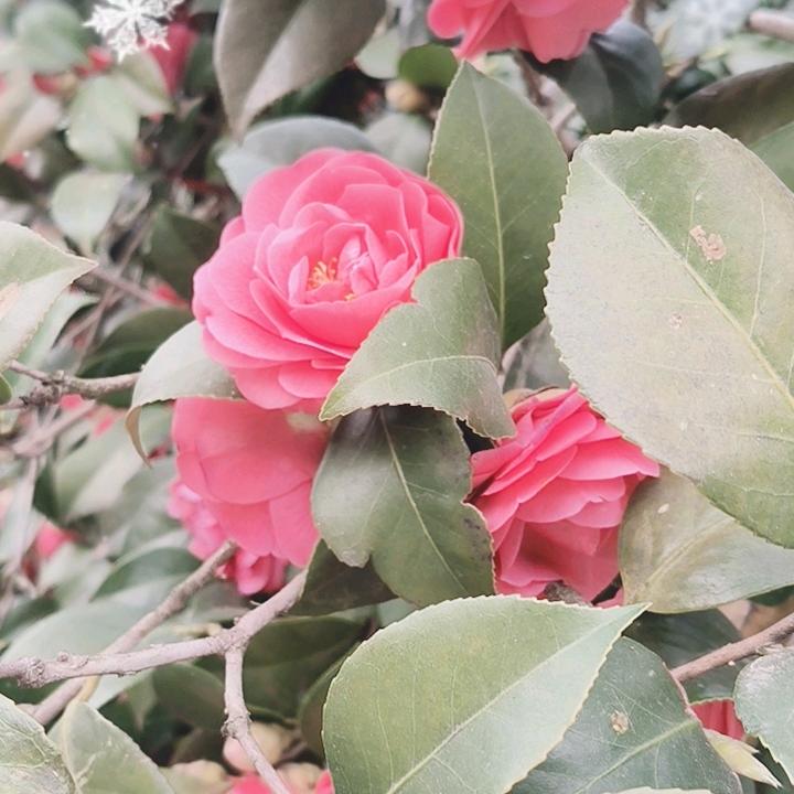 思念