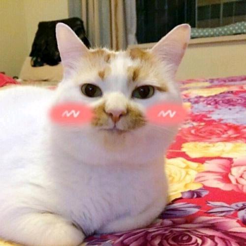 橘猫