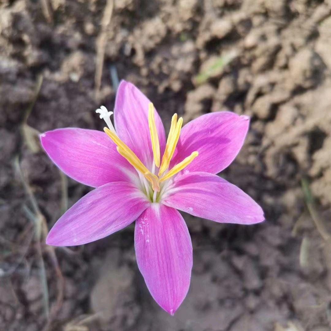 紫藤花开