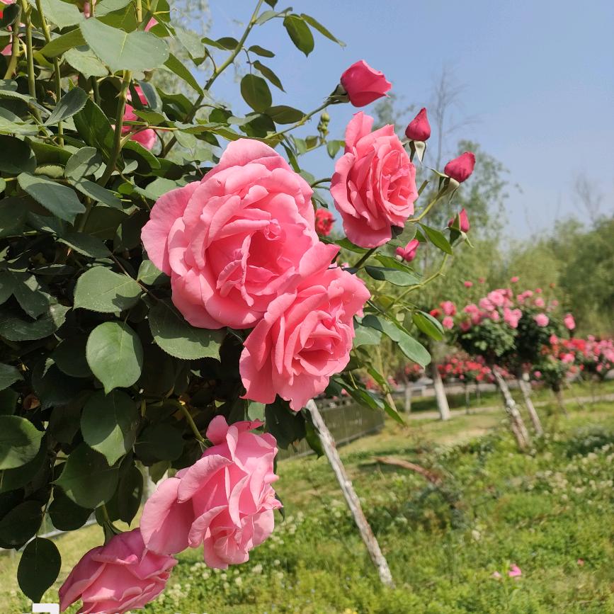 梁，🍀🌹💐！🦋！！