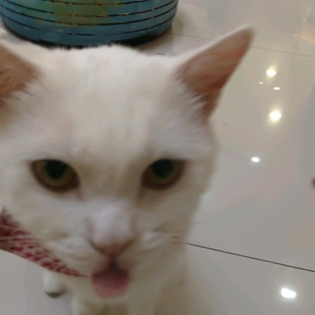 怎么都被认证了啊