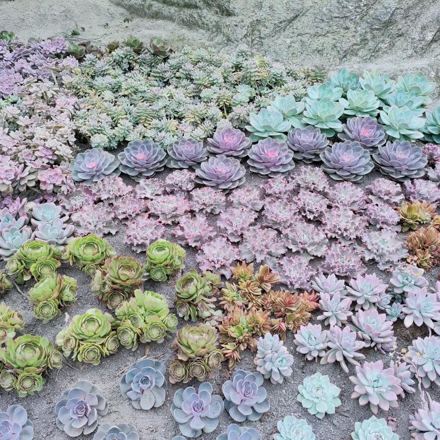 星星好物优选