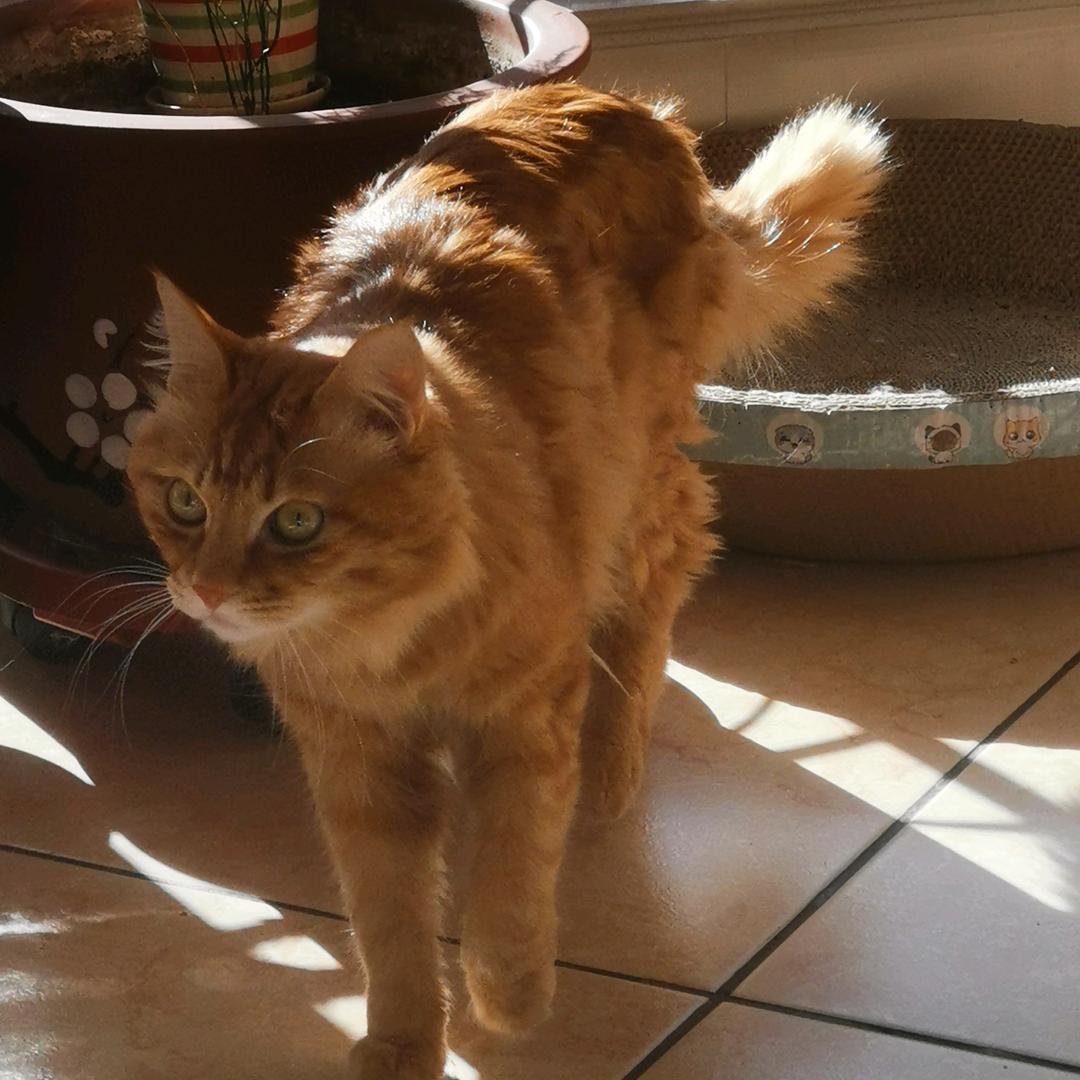 爵士豪猫