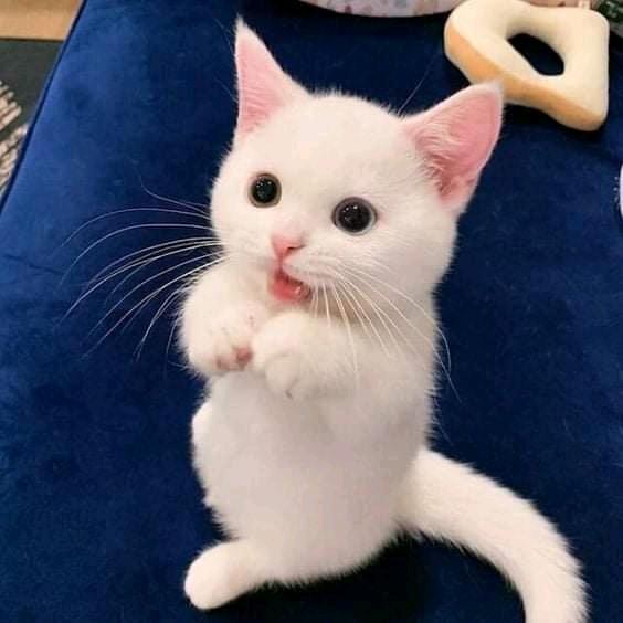 熊猫不是熊