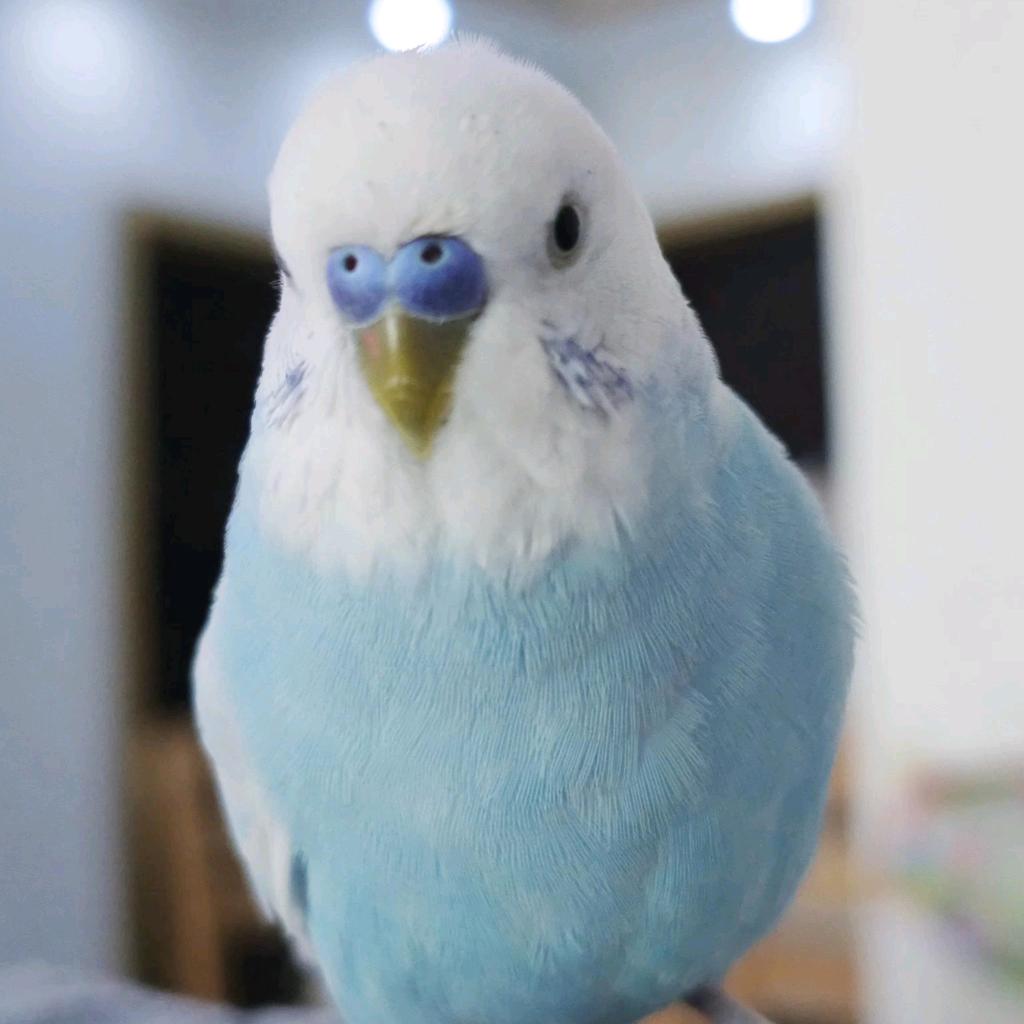 鹦鹉小白