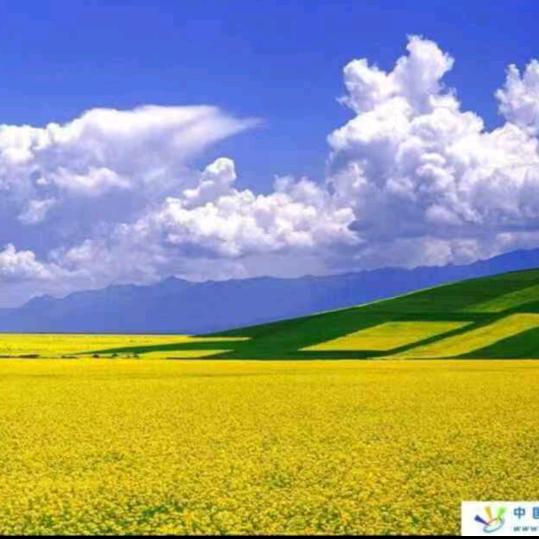 青海农家面条送货上门1559737147