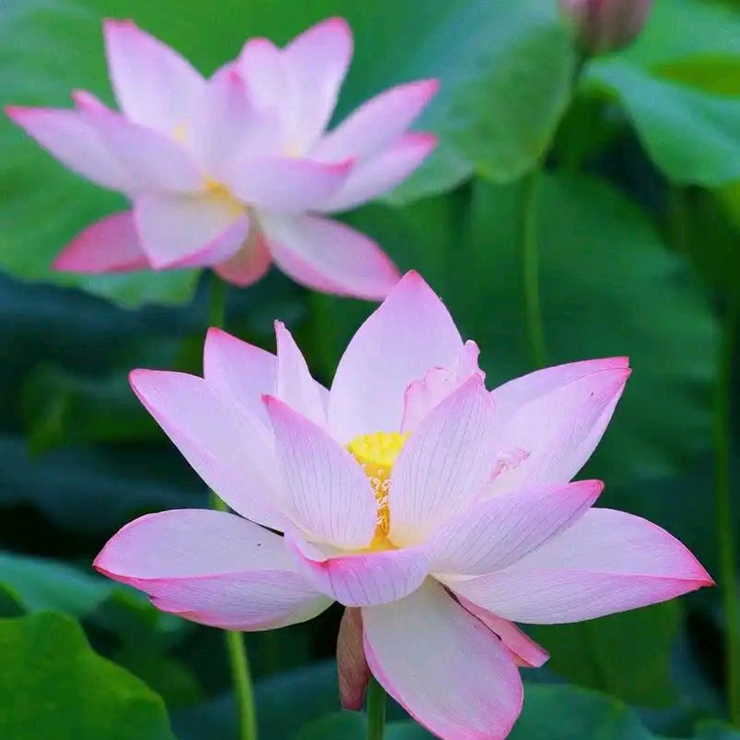 🌿😊
