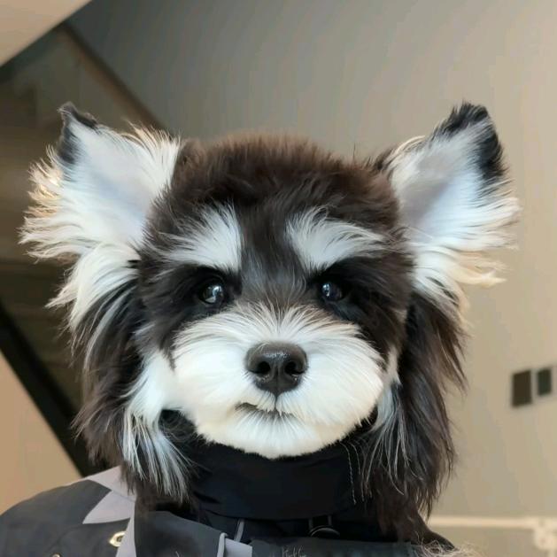 阿锋 黄先生
