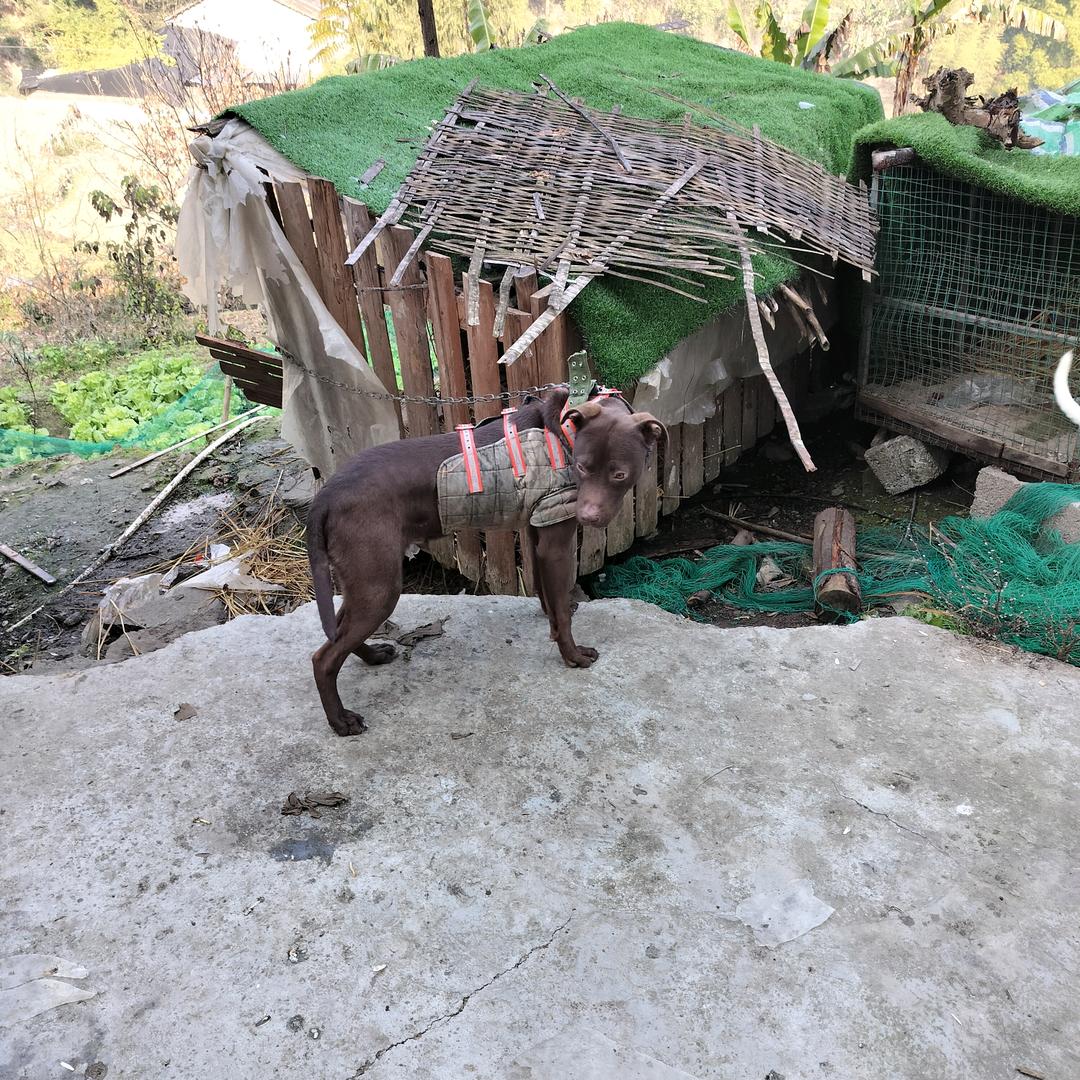 重庆实战猎犬