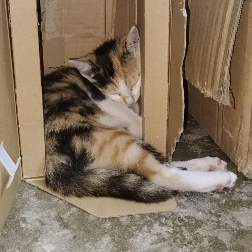 小咪
