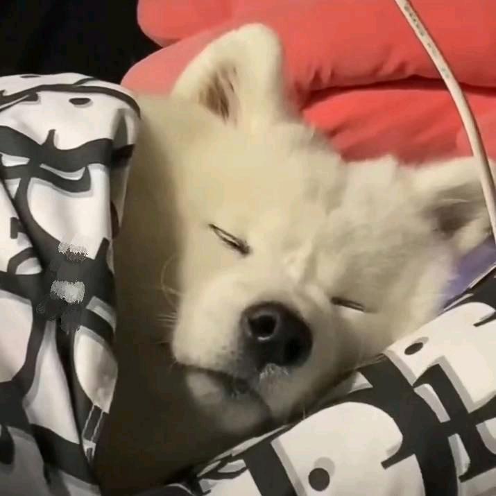 酋酋