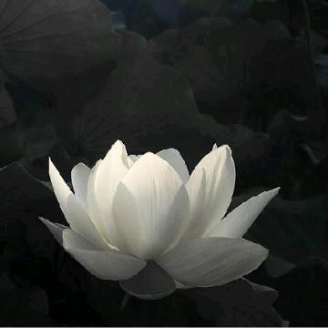 霡霂