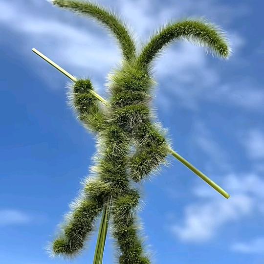 你说是就是QQ酷噜噜噜穆塔里卡骨头