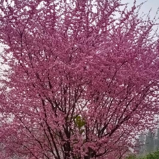 忘不了永远忘不了心中的疼