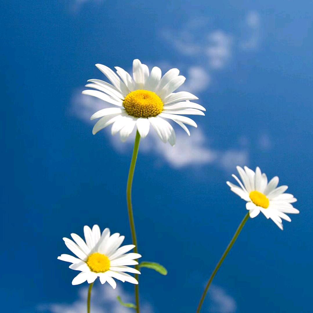 简简单单🍀