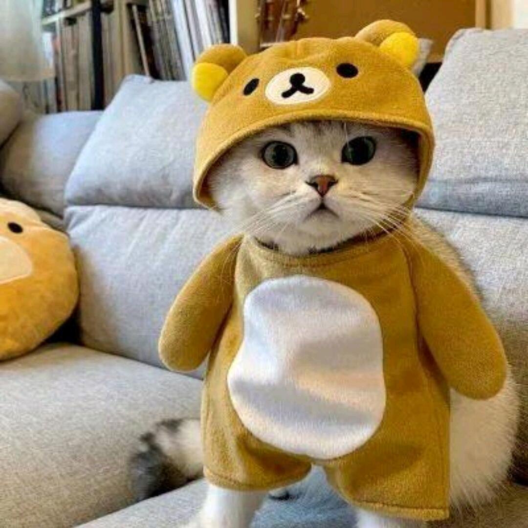 默言欢笑