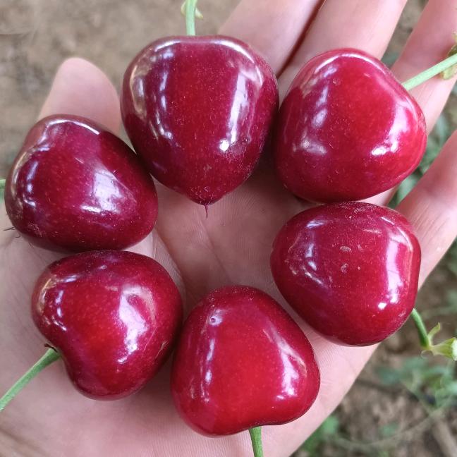 (●'◡'●)菩提(*^▽^*)