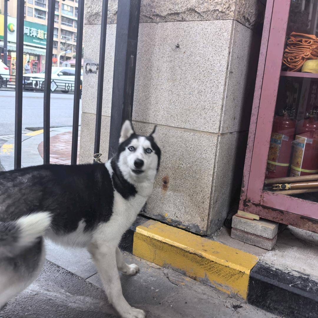 阿弦