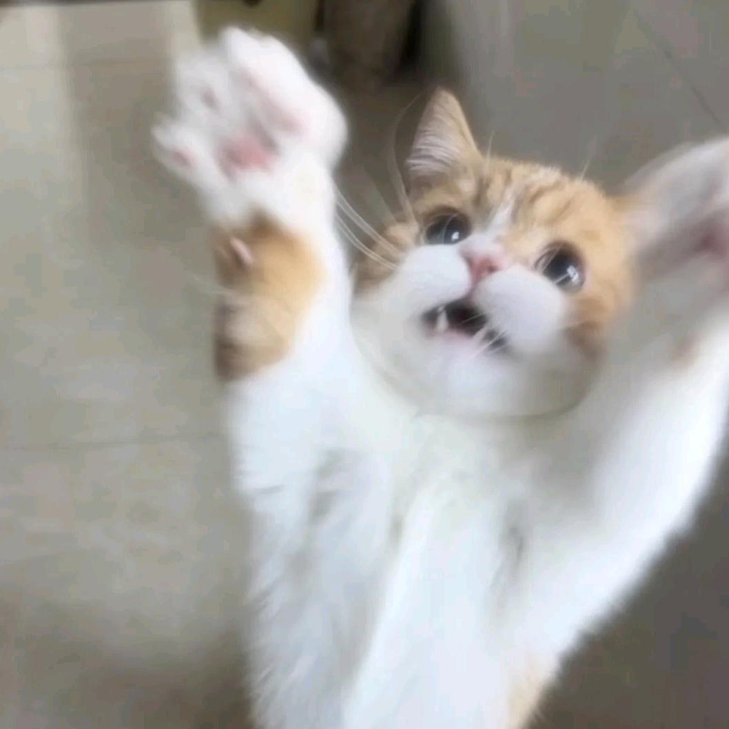 猫᳐ ੭
